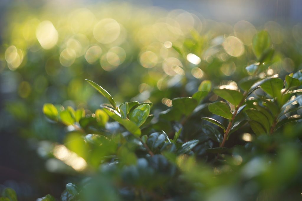 グルグルボケの世界へ。Helios 44–2 58mm f2（ヘリオス）｜レビュー