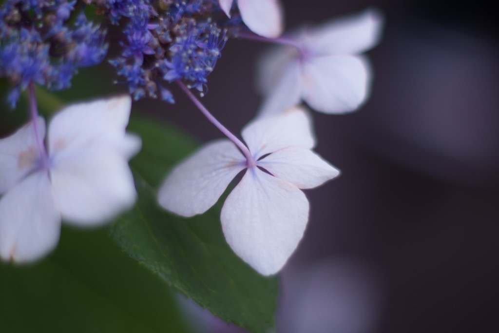 Planar作例_紫陽花