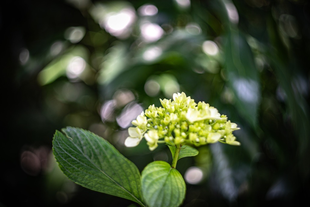 Helios44M-4 58mm F2（ヘリオス44M4）｜レビュー＆作例 - くららのレンズ沼