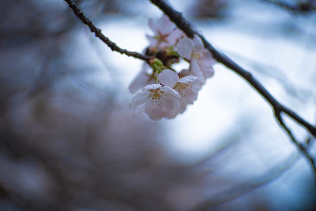CANON 50mm f1.4Ⅱ（L39マウント）作例_花（桜）＆きれいなボケ③