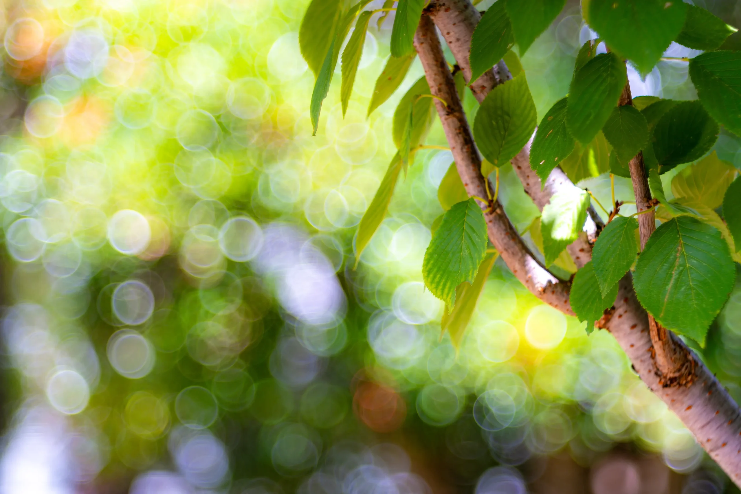 バブルボケ　smc takumar 105mm f2.8 m42 タクマー