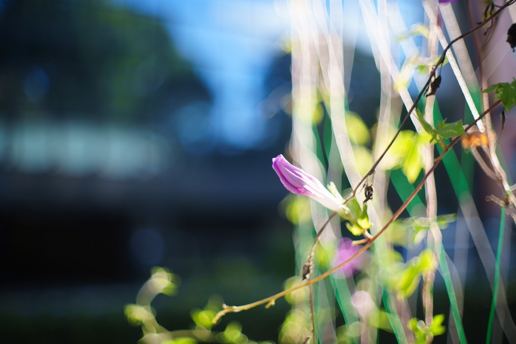 明るい方のタクマー。Super-Takumar 50mm f1.4｜レビュー＆見分け方 - くららのレンズ沼